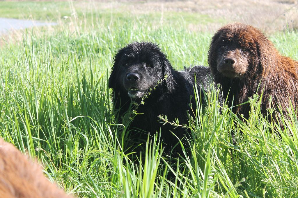 Ikara dite inna des jardins d'artemis