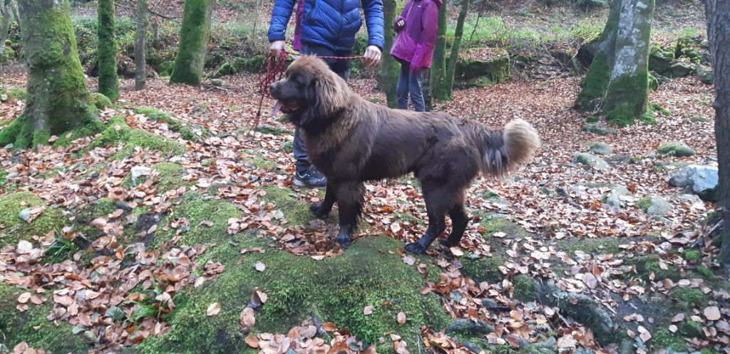 fluffy avalanch Hagrid