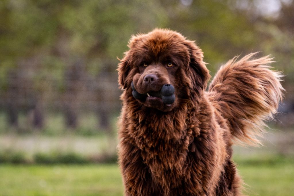 fluffy avalanch Hagrid