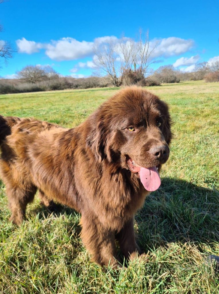 fluffy avalanch Hagrid