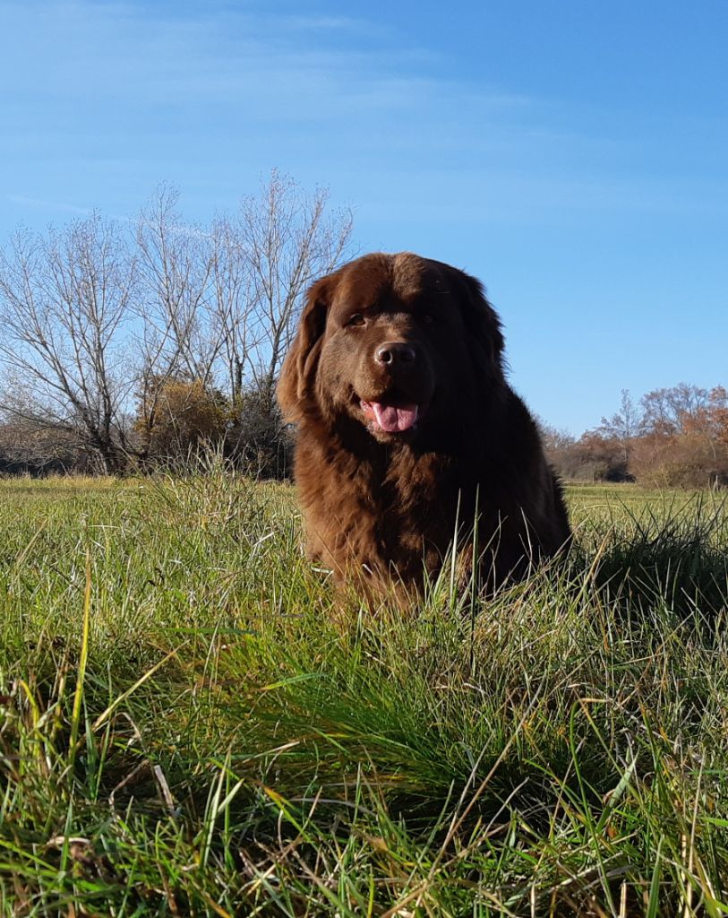 Mowgli De La Garde Du Phoenix