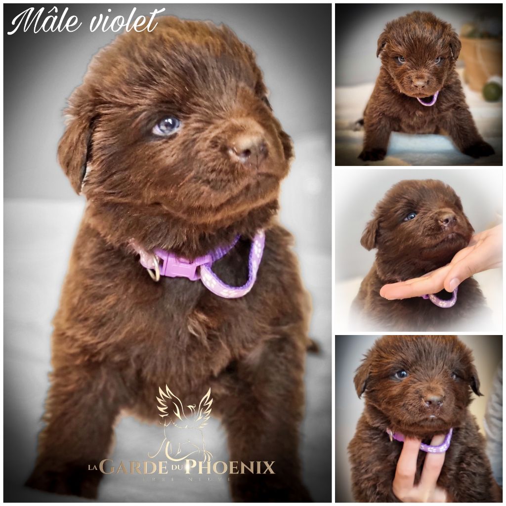 De La Garde Du Phoenix - Chiot disponible  - Terre-neuve