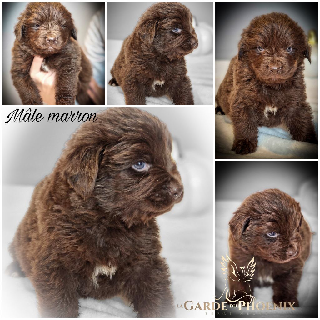 De La Garde Du Phoenix - Chiot disponible  - Terre-neuve