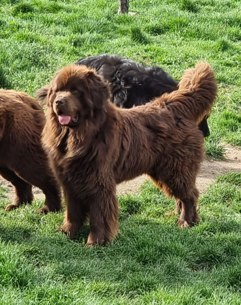 fluffy avalanch Hagrid