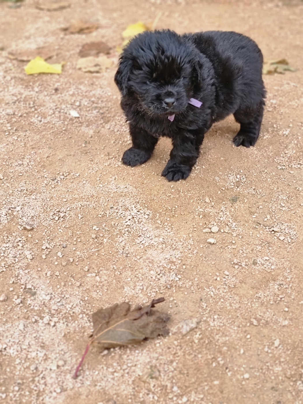 De La Garde Du Phoenix - Chiots disponibles - Terre-neuve