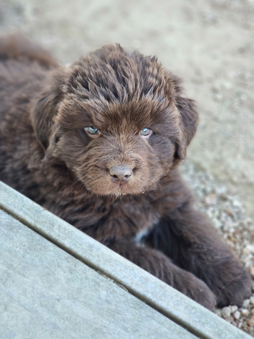 De La Garde Du Phoenix - Chiots disponibles - Terre-neuve
